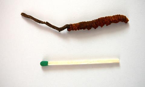 Cordyceps_sinensis