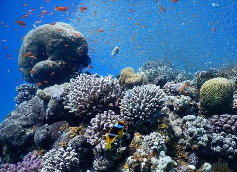 Low-Res_Coral reefs sustain large parts of marine biodiversity_Credit_D'Angelo and Wiedenmann_University of Southampton