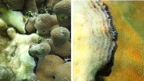 Low-Res_Black Band Disease is caused by dark microbial mats moving across the coral surface_Credit M. Sweet_University of Derby