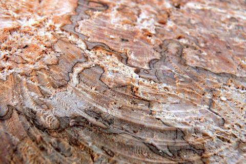Chestnut_Marronnier_tué_par_Pseudomonas_syringae_Detail
