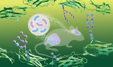 Low-Res_20250127_GutMicrobiome_gycosylationBrain_SavitskiGroup_FINAL