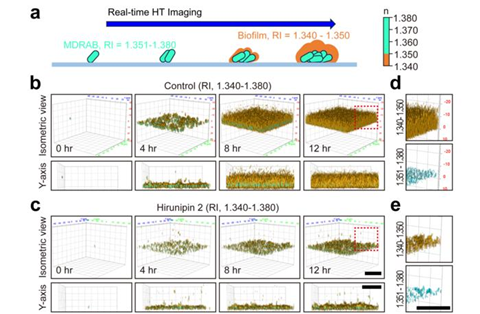 Low-Res_Fig2. Real-time 3D HT imaging of biofilm formation