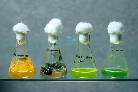 CSIRO_ScienceImage_4157_Varieties_of_bluegreen_algae_in_flasks