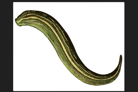 Leech