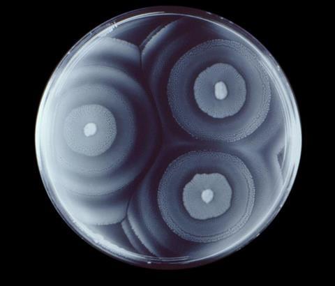 Proteus_mirabilis_petri