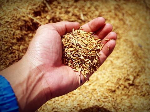 hand holding grains