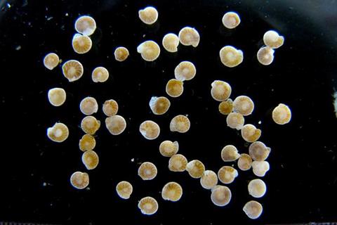 Low-Res_Scientists examined fossilis of tiny sea creatures dug up from the sea