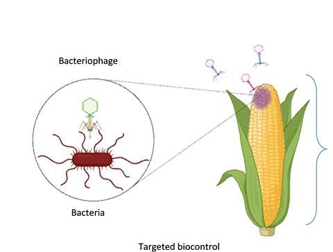 Figure 2 bacteriophage