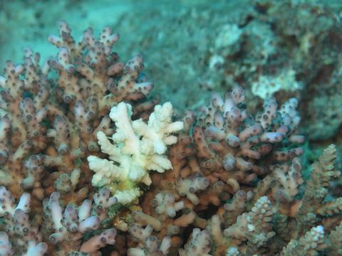 Acropora loripes