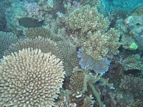 Saxon Reef, Great Barrier Reef