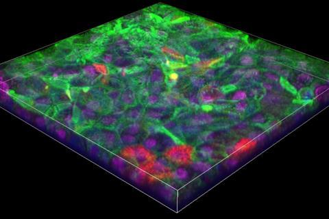 Human_Gut_Tissue_Chip