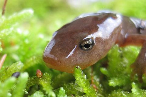 Pachytriton_granulosus_