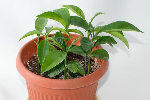 Citrus_reticulata_in_flowerpot