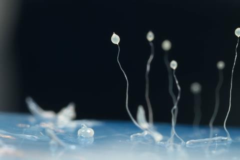 Dictyostelium_discoideum_06