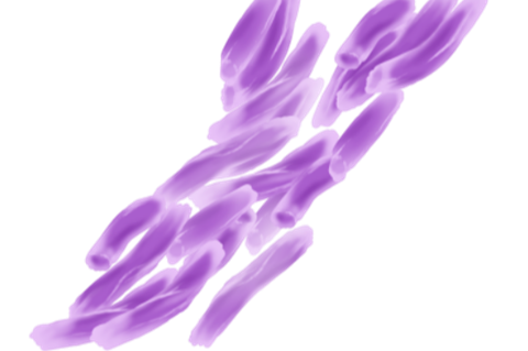 201708_Mycobacterium_tuberculosis.svg (2)