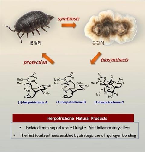 Low-Res_herpotrichone_05_english (1)