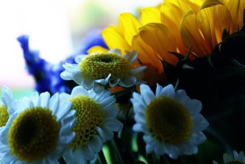 Cut_flowers_(3855582924)