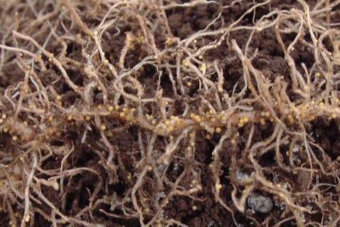 Low-Res_250604-Mizutani-Solanoeclepin-Cysts