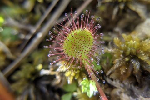 Sundew