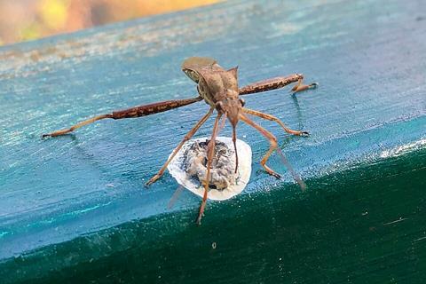 Riptortus_pedestris_on_the_fence_at_riverside_-_1
