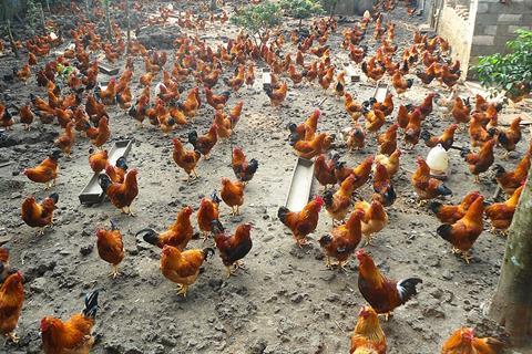 Capons_in_Hainan_-_01