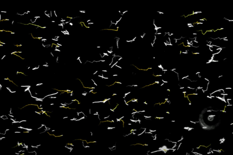 dancing bacteria