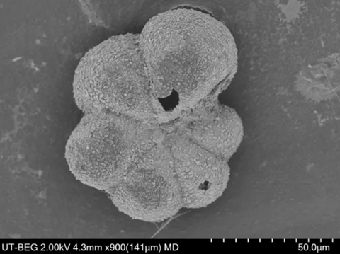 foraminifera