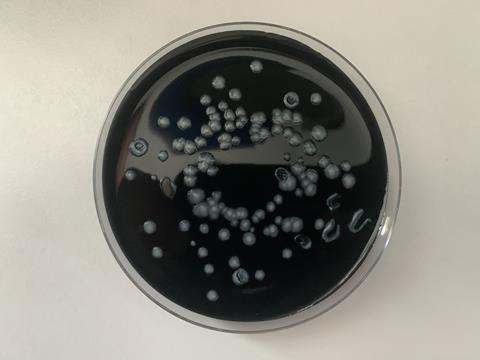 Legionella pneumophila grown on BCYE with l-cysteine and iron