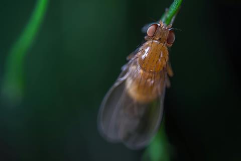 pexels-ekamelev-760091