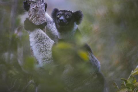 Low-Res_Indri foto de Filippo Carugati