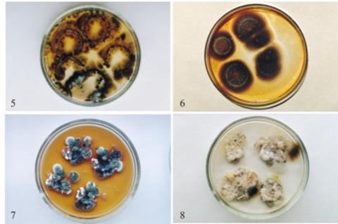 Fungi from the Chernobyl reactor