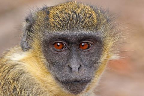 Green_monkey_(Chlorocebus_sabaeus)_juvenile_head