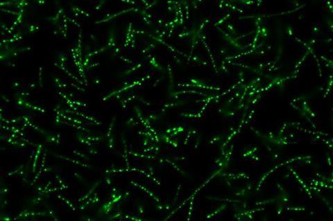 Low-Res_green ecoli condensates