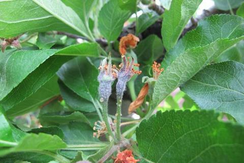 Low-Res_Figure-2.-Blossom-symptoms-17-days-after-infection.-Photo-credit-Tianna-DuPont-WSU-Extension-4to6-1