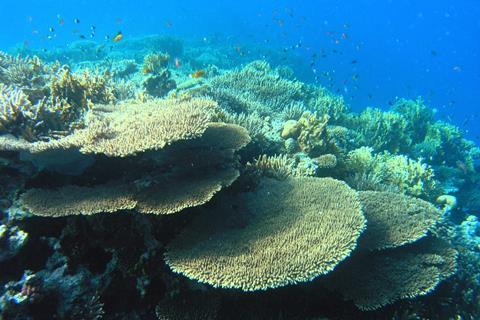 Coral_Reef_in_the_Red_Sea