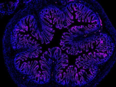 Low-Res_Bunnett PNAS mouse colon