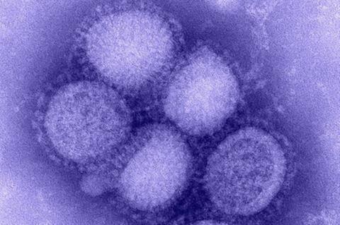 H1N1_influenza_virus