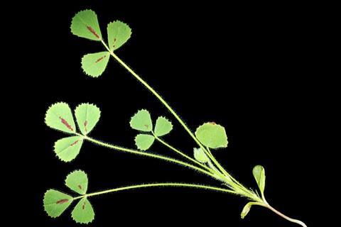 Medicago_truncatula_A17_shoot