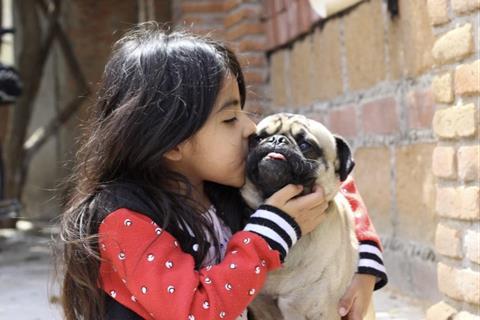 dog