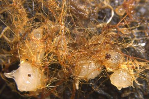 Low-Res_251008-Suetsugu-Deadwood-Hyphae