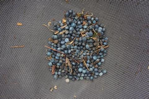 Low-Res_© Beach Guardian - collected bio-beads, Truro