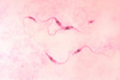 Trypanosoma_cruzi_crithidia