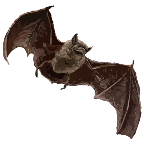 202311_Japanese_house_bat.svgz