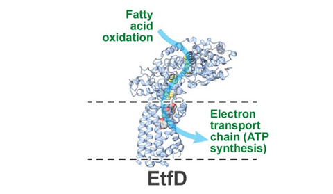 A structural illustration of the EtfD protein shown as a ribbon-like 3D model spanning a cell membrane.