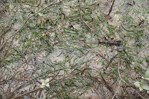 Zostera_muelleri_Irmisch_ex_Asch._(AM_AK296881-2)