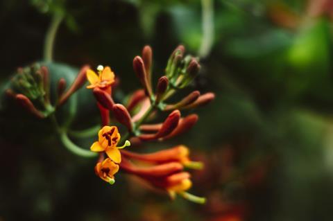 pexels-roman-odintsov-8355599