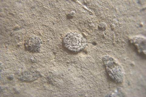 Microfossils