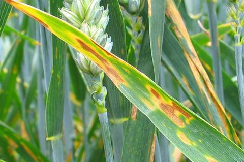 800px-Septoria-tritici