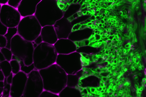 ORNL_Scientists_Make_Fundamental_Discovery_to_Creating_Better_Crops_-_49750824757