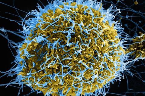 Ebola virus particles